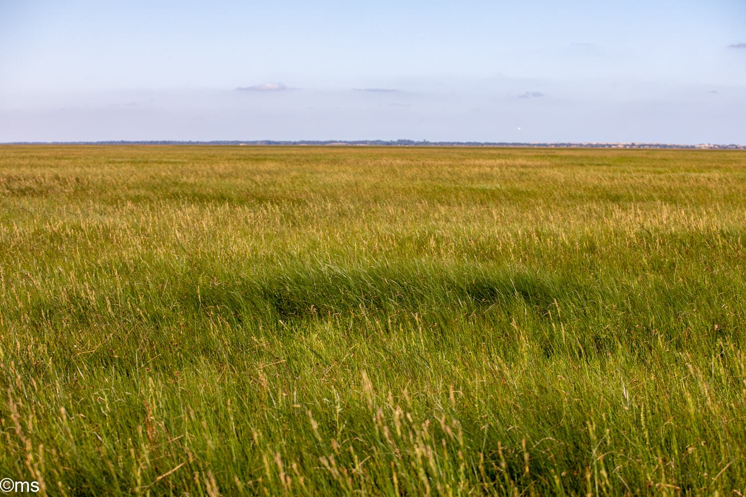 Espacio Natural de Doñana (mayo de 2025)