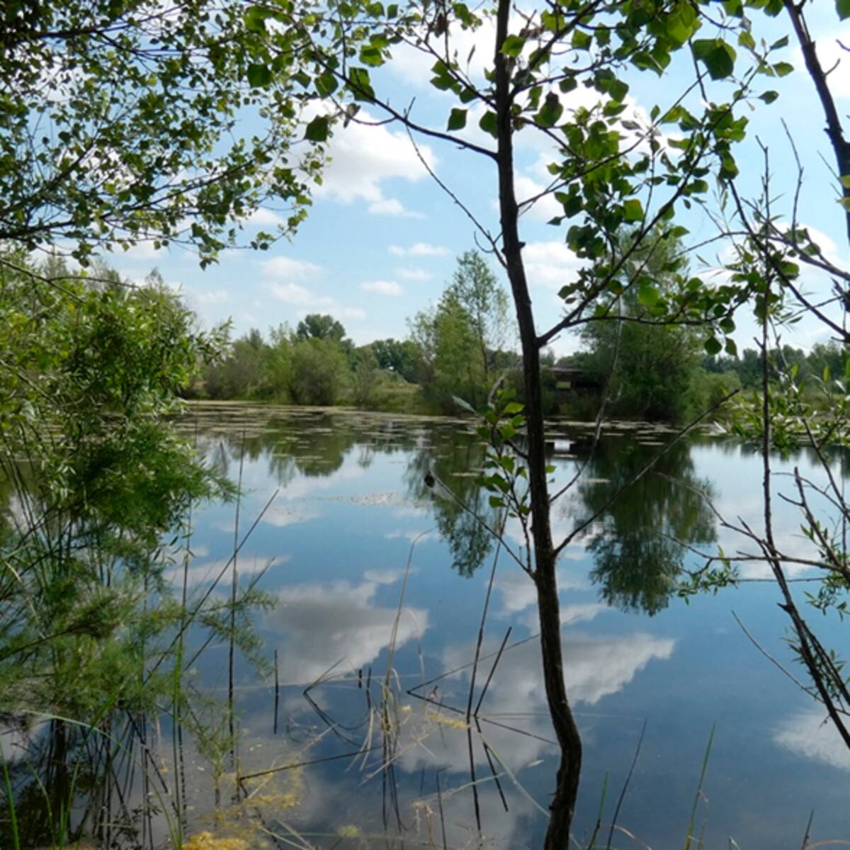 Algete impulsará el ‘Jarama Park’, un nuevo parque natural de humedales de 170 hectáreas