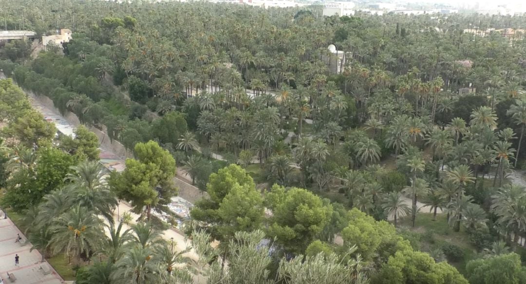 El Palmeral de Elche rodea el cauce del rio Vinalopó a su paso por la ciudad