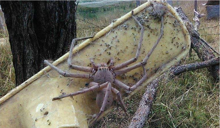 Impresionante araña encontrada en Australia.