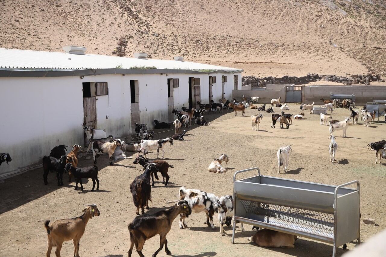 Ganadería en la isla de Lanzarote.