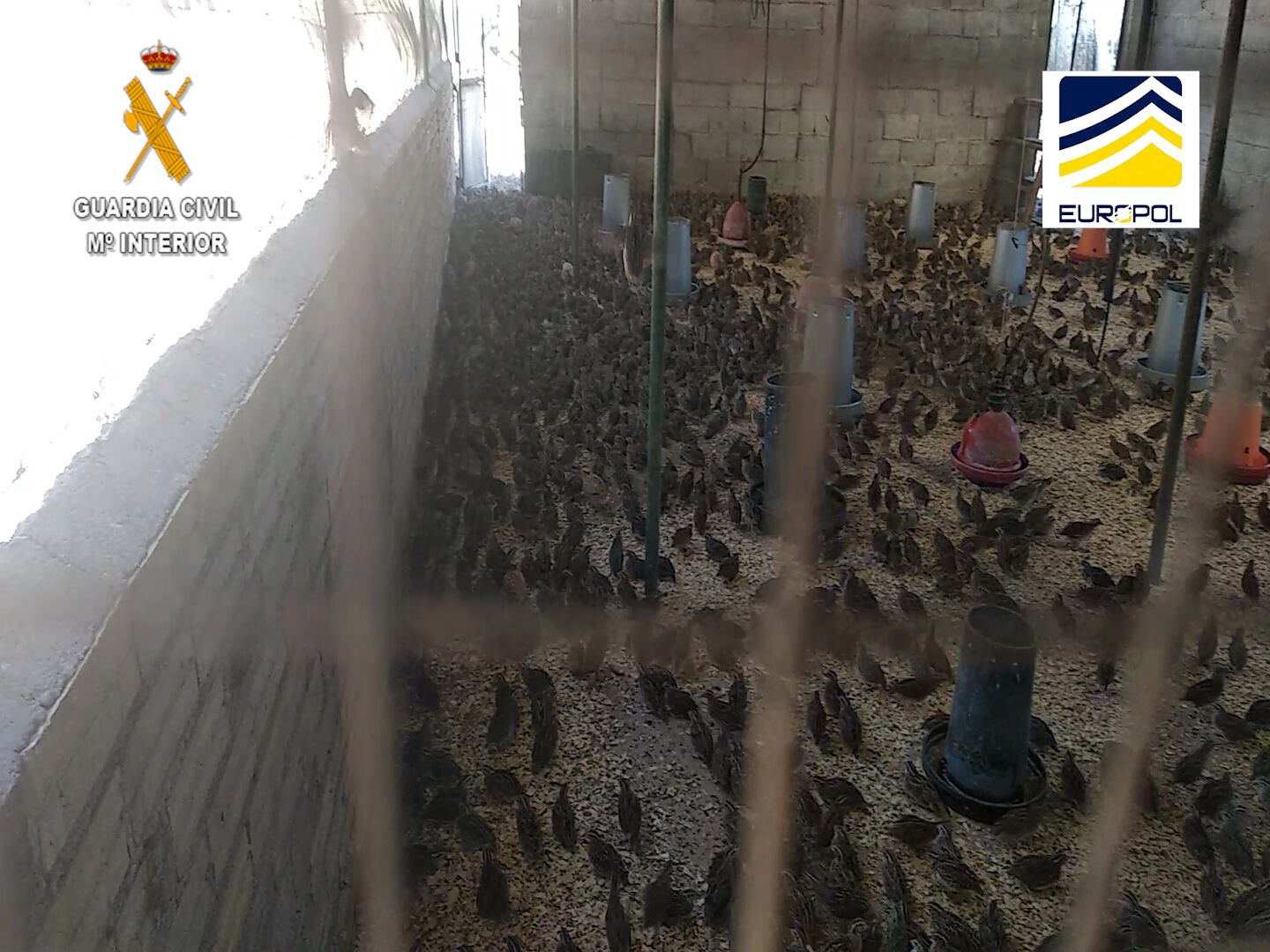 S'han fet més de 114 inspeccions durant les que agents del SEPRONA van agafar més de 300 mostres biològiques. Foto: Guàrdia Civil.