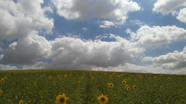 La campaña de recogida del girasol avanza en la provincia