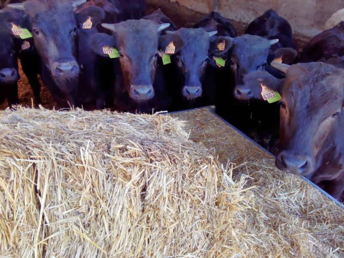 Bueyes wagyu pastando en la dehesa extremeña