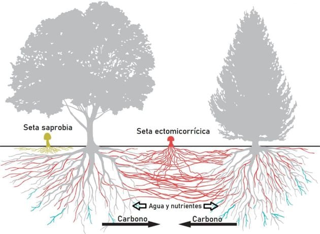 Simbiosis micorrícica entre hongos y árboles del ecosistema forestal. Modificada a partir de Marcel G. A.