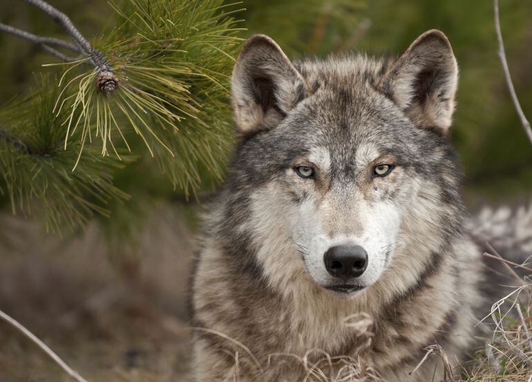 Es preciso encontrar el equilibrio entre ganadería y población de lobos