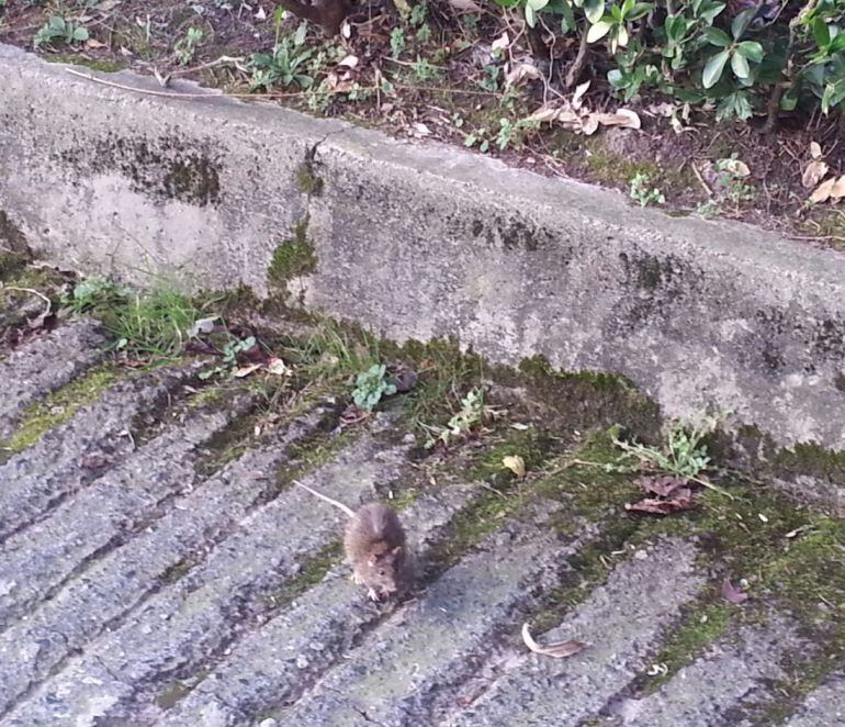 Rata en el barrio de Alza
