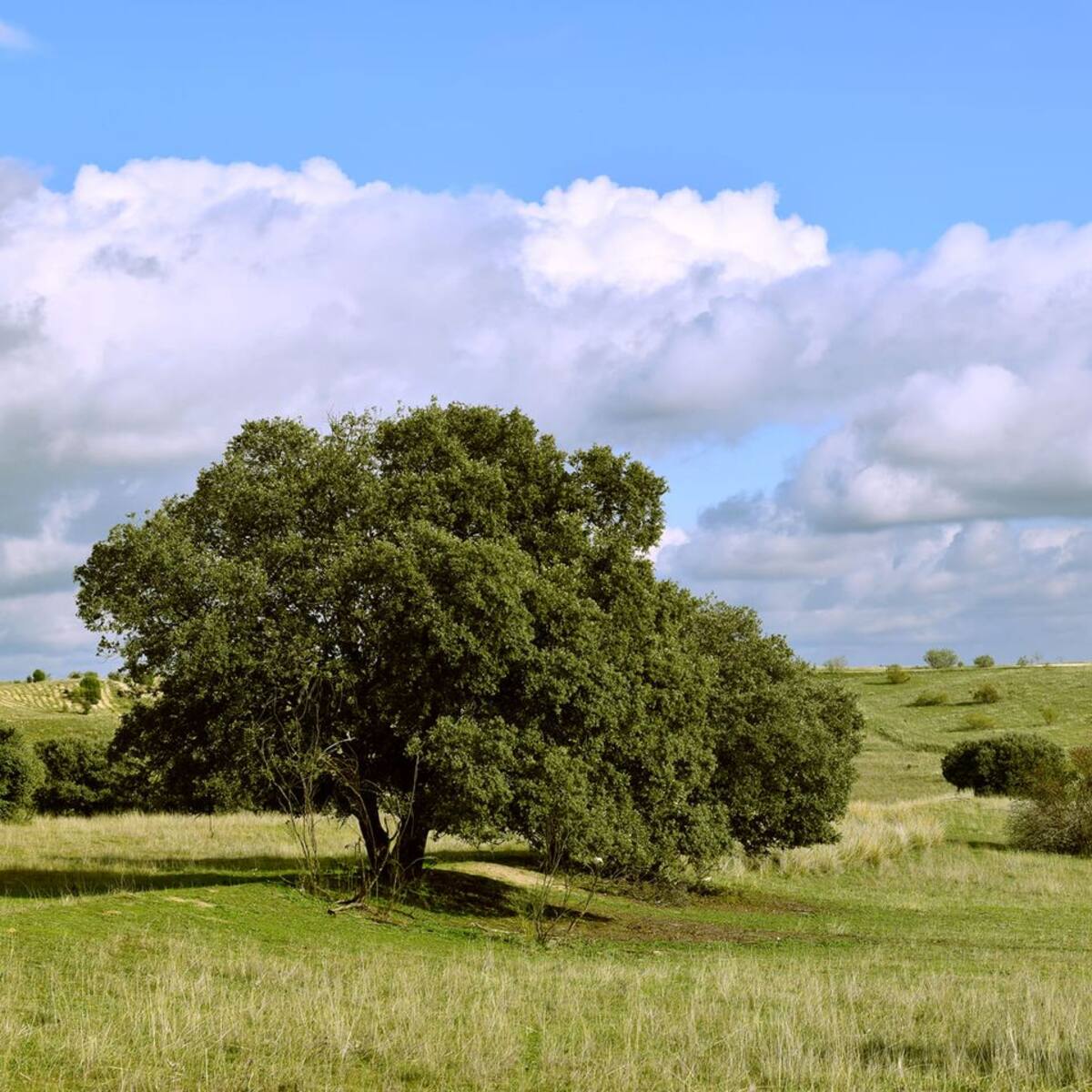 Alcobendas ya cuenta con un grupo local de Ecologistas en Acción