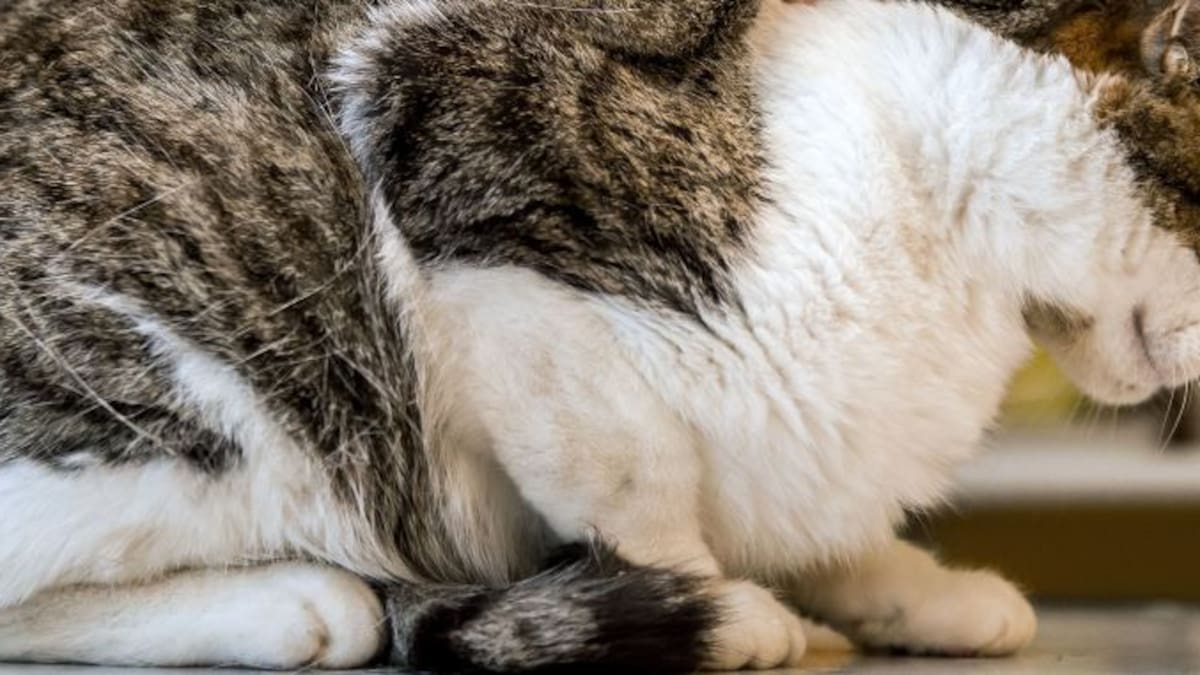 La verdad sobre perros y gatos C2