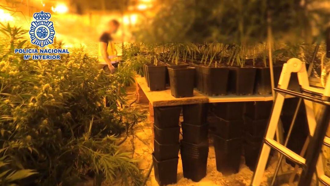 Cae un de los mayores entramados en Madrid dedicados a importar heroían y cultivar y exportar marihuana.