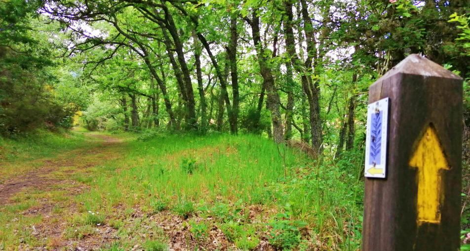Senda en Barruelo de Santullán (Palencia)
