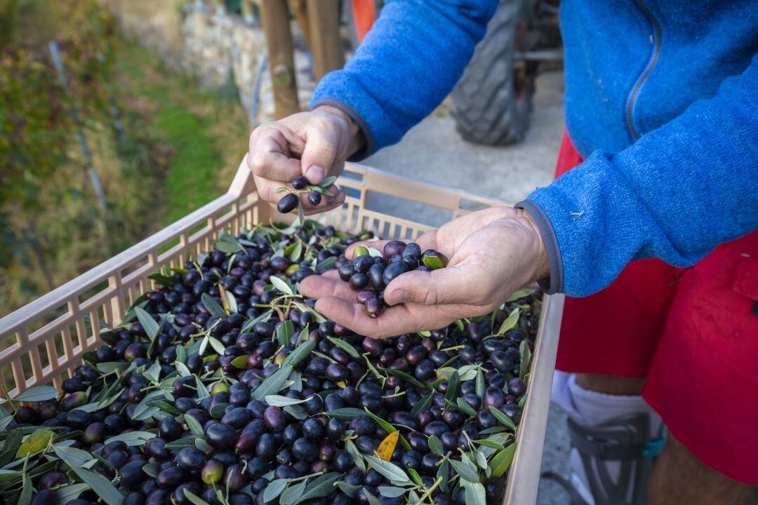 En la provincia de Jaén, el sector del aceite verá un cierto alivio económico con la reducción de módulos de IRPF