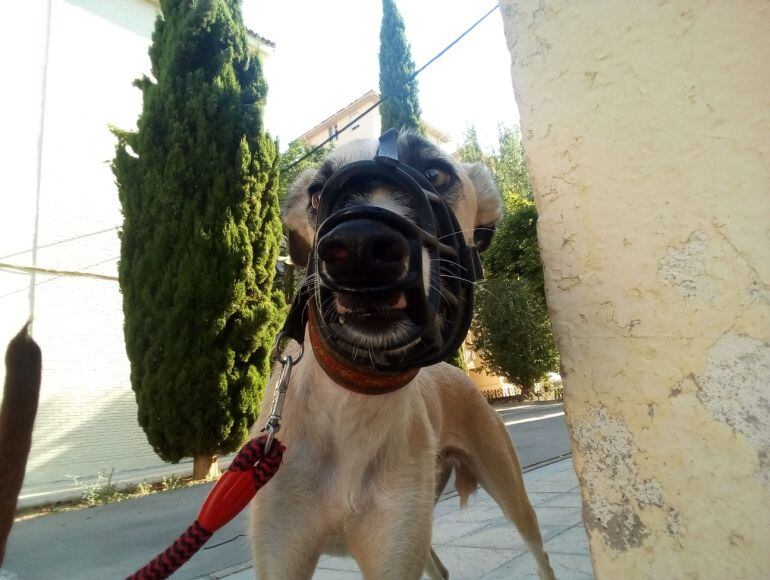 &quot;Pulgosín&quot;, mascota envenenada en la barriada de La Paz en Linares