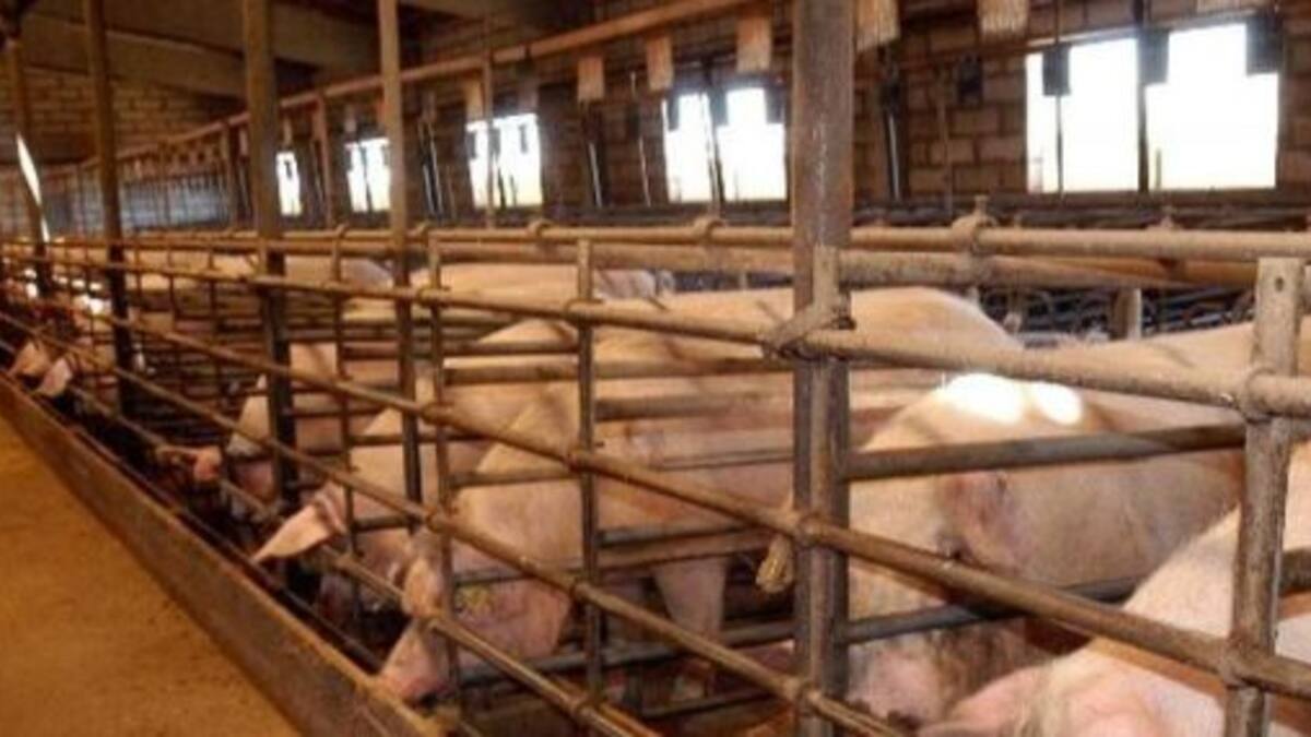 Bercimuelle convoca manifestaciones para decir 'no' a la granja porcina