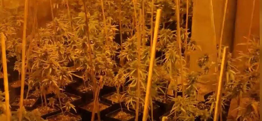 Una de las plantaciones de marihuana intervenidas