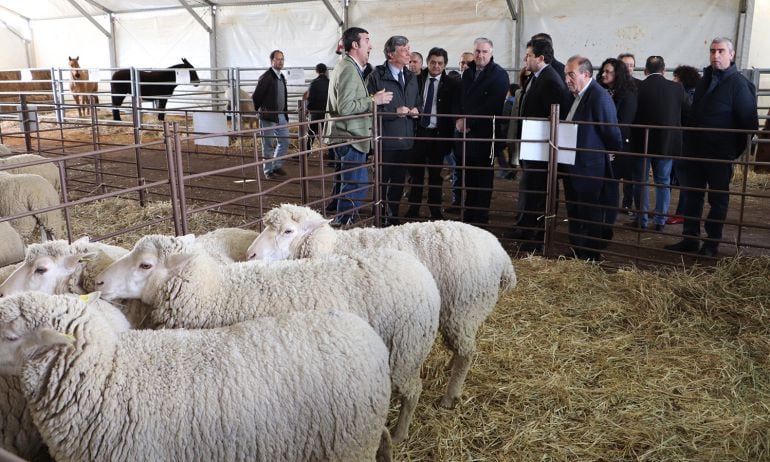 Las autoridades recorren la sección de ovinos de la feria