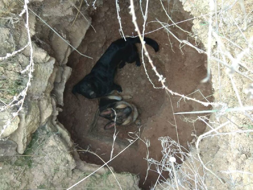 Los dos perros encontrados en el fondo de un pozo