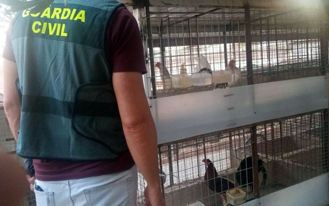 Un guardia civil contempla parte de los pollos y gallos que fueron sustraídos.