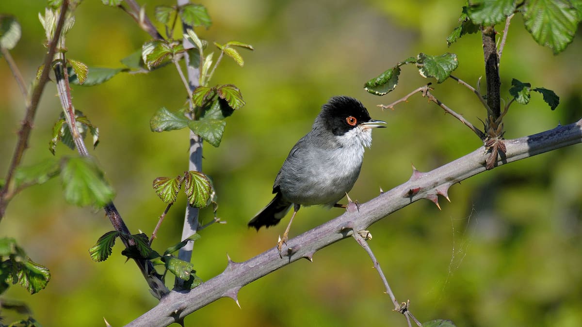 Hablamos con Blas Molina, técnico de SEO Birdlife, sobre el humedal de Belvis de Jarama