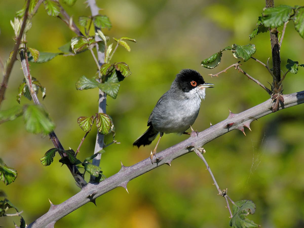 Ecologistas reivindican la conservación de los humedales: “Son una fuente de recursos para muchísimos animales”
