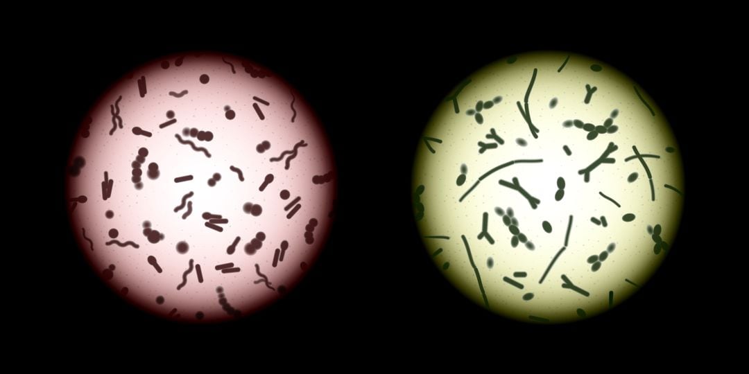 Muestra vista a través del microscopio.