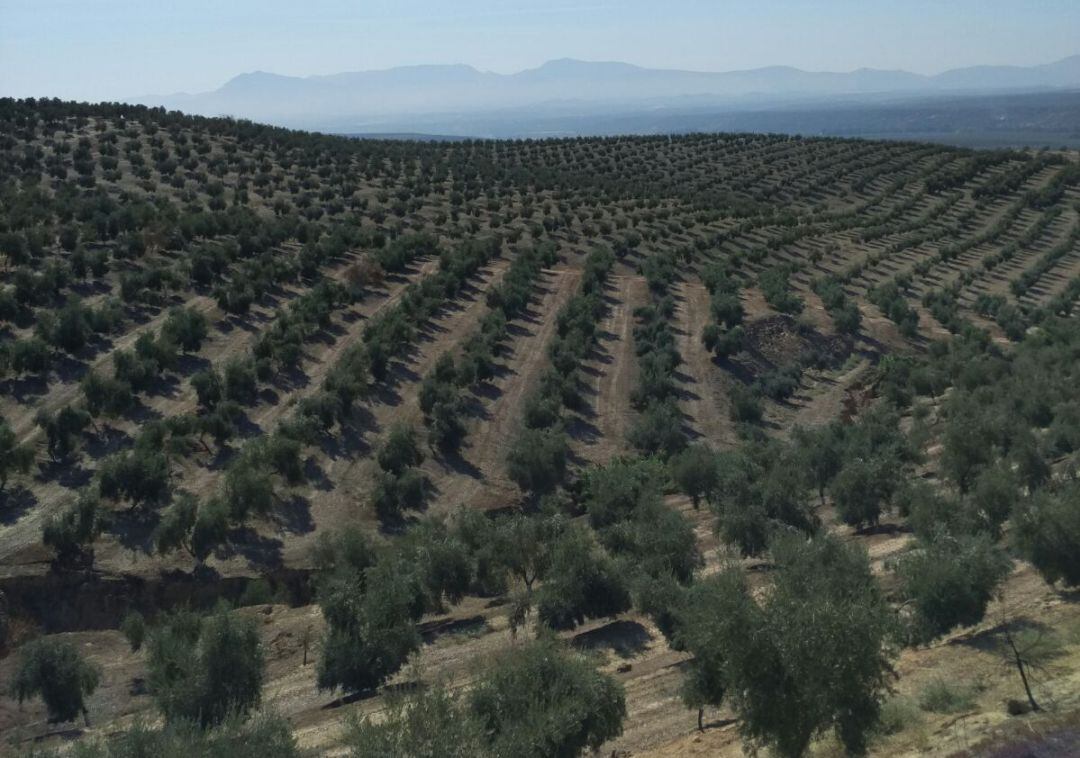 Paisaje de Olivar