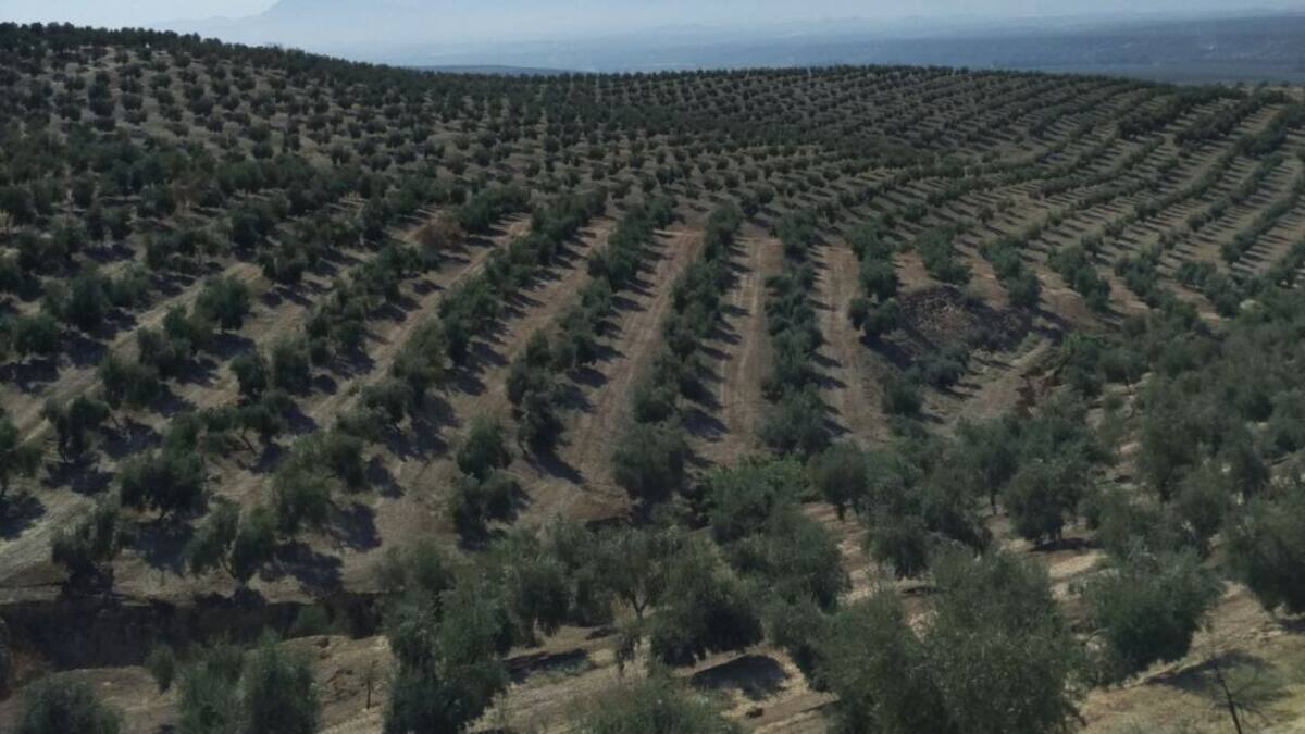 Jaén será la llave de la próxima campaña oleícola