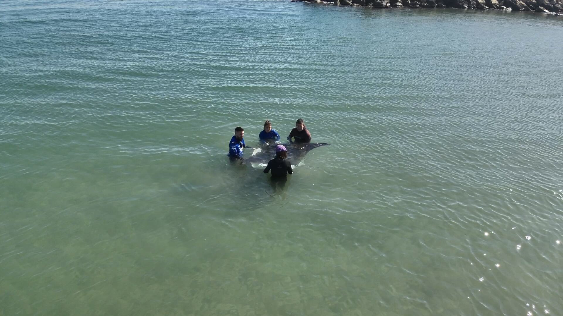 Uno de los manejos con una de las mantas avistadas cerca de la costa en Oliva
