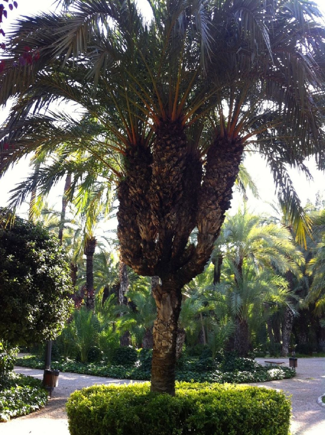 Palmera Candelabro