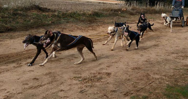 Ólvega acogerá el 3 y 4 de diciembre el Nacional de Mushing Sprint en Tierra 2016.