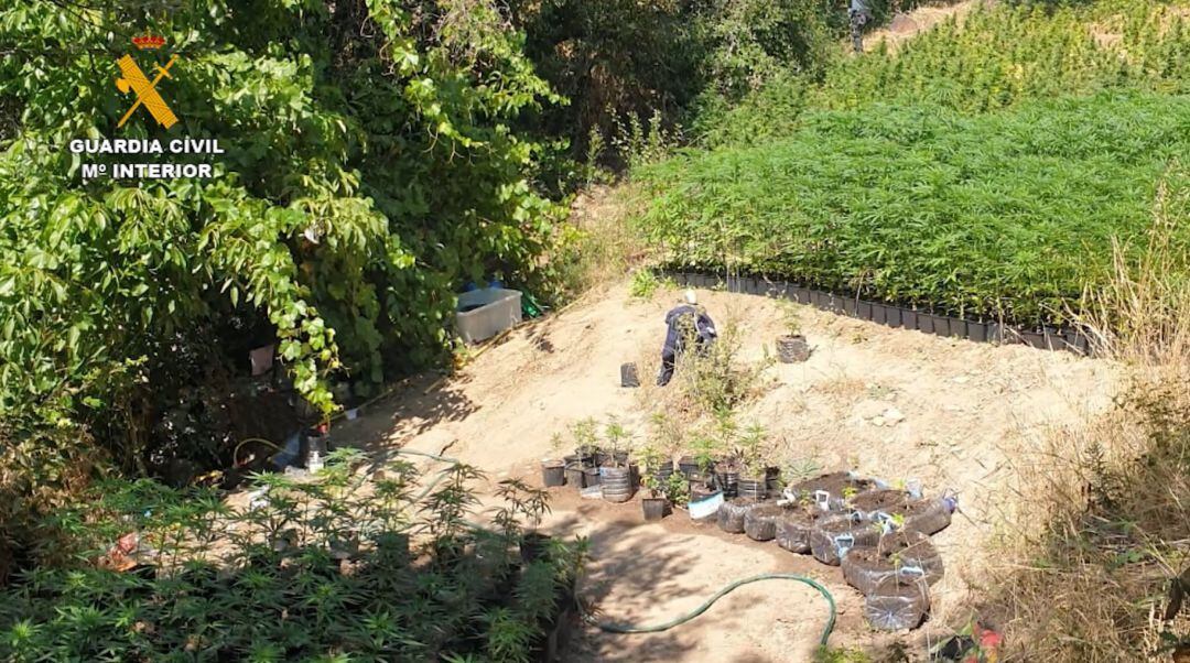 Intervenida una plantación de marihuana en plena zona natural protegida del embalse de El Atazar 