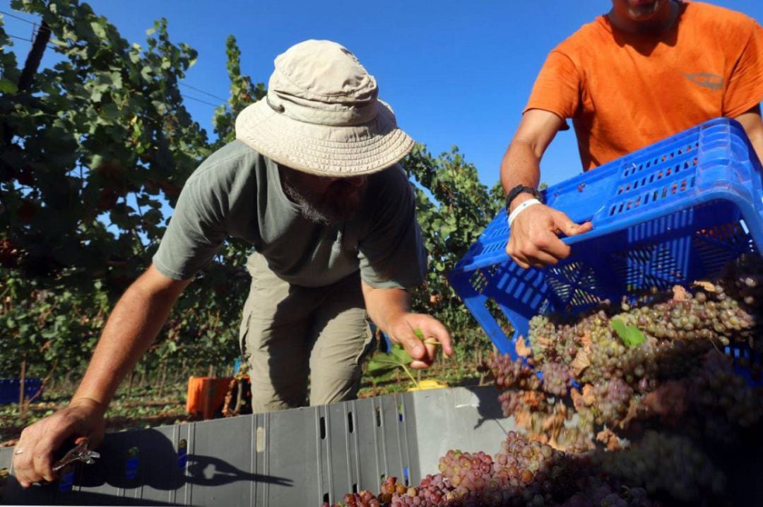 Sube el paro en el sector agrícola en la Comarca de Cartagena