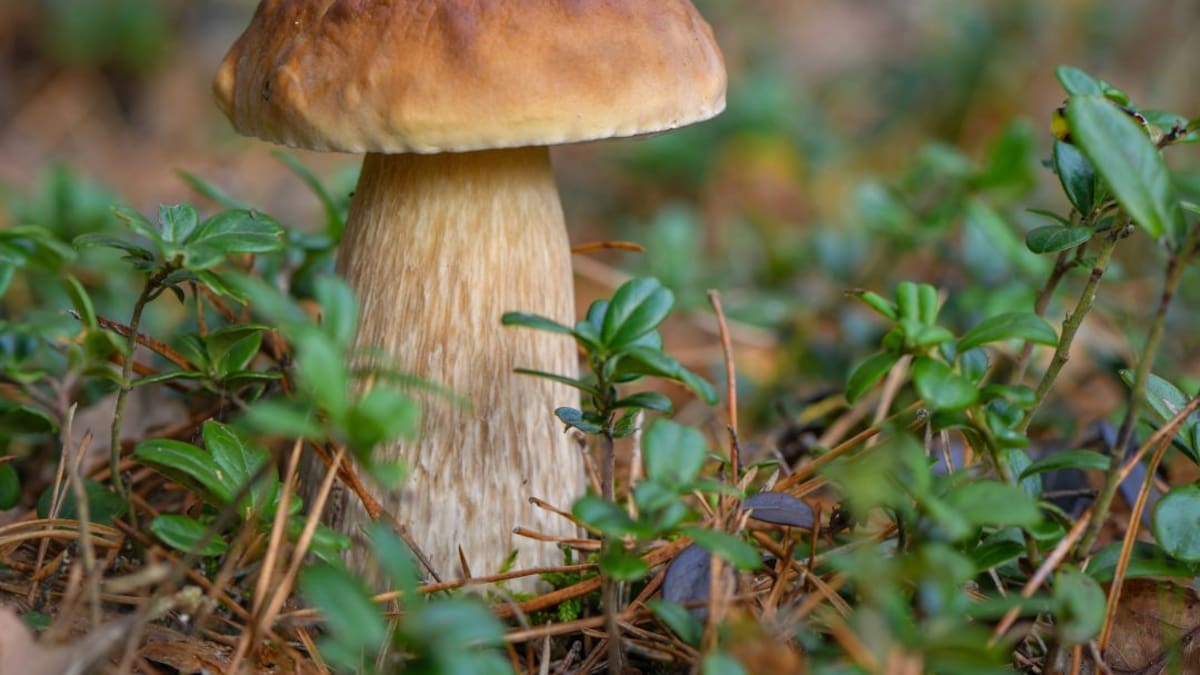 Las setas reinan en el otoño gastronómico leonés (09/10/2020)