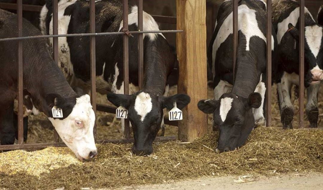 Vacas, fuente de metano, en una explotación ganadera.