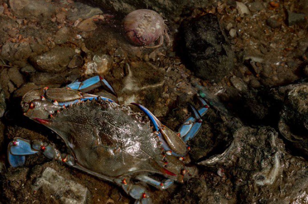 Una imatge de cranc americà