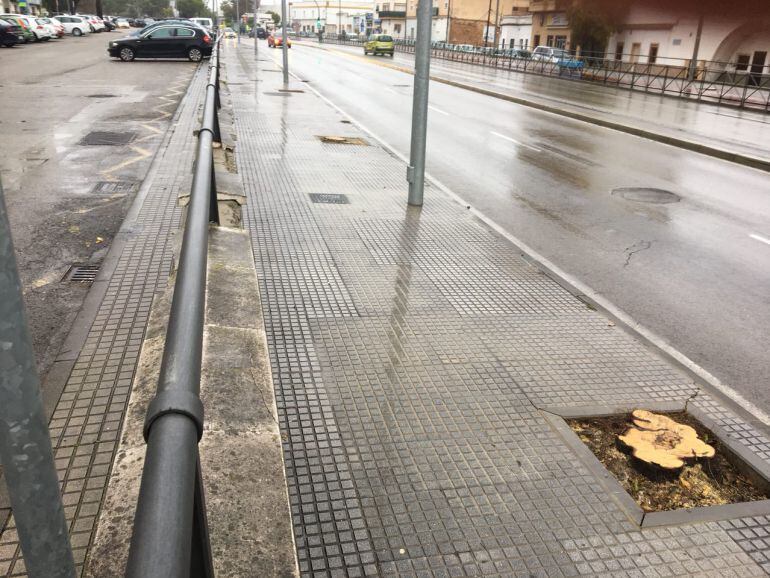 Árbol talado en una avenida de Jerez