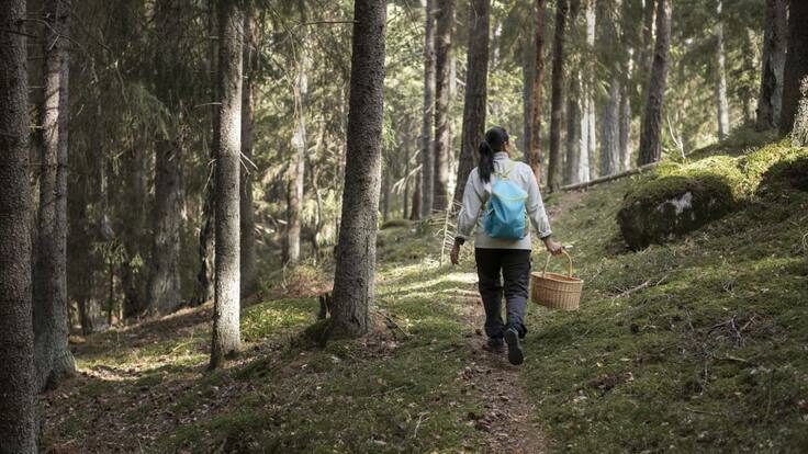 'El vino transmite la historia del Bierzo'