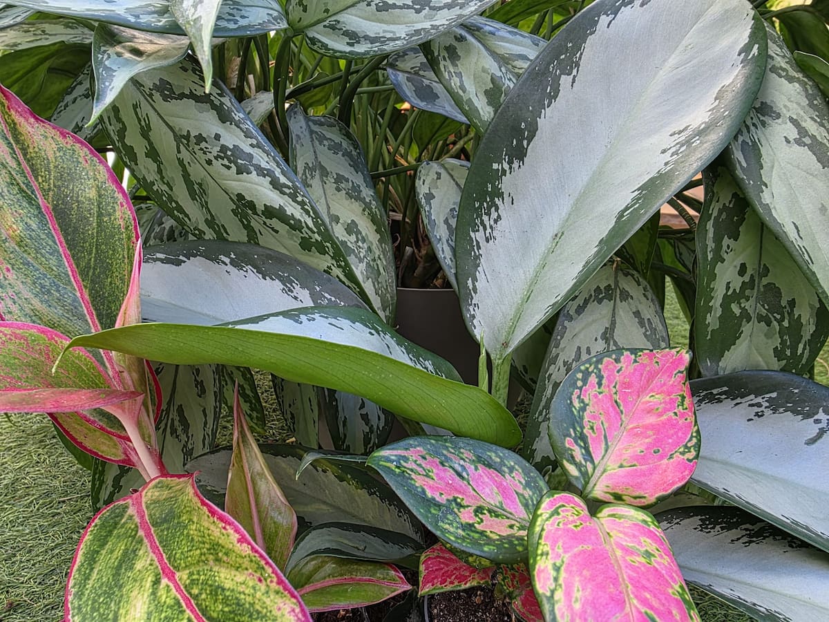 Las aglaonemas, las plantas perfectas para cultivar en casa