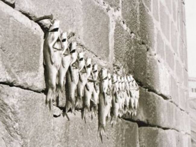 Ejemplares acuáticos en una edificación toledana