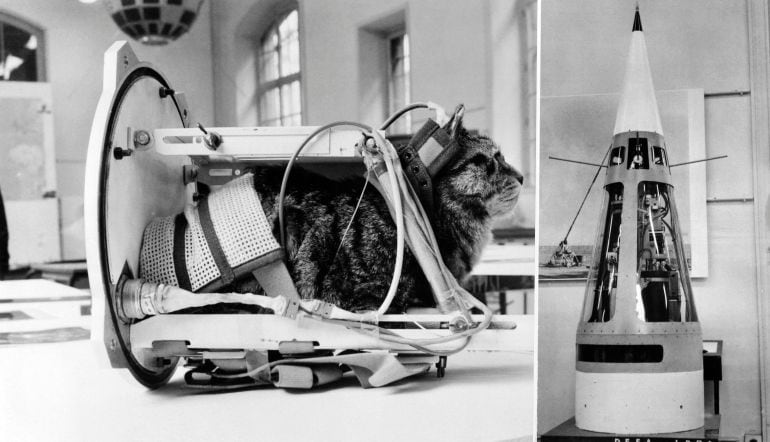 La gata Félicette se prepara para el viaje espacial que protagonizó en 1963.