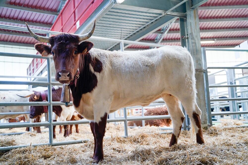Ganado en la Subasta Nacional de Ganado Selecto