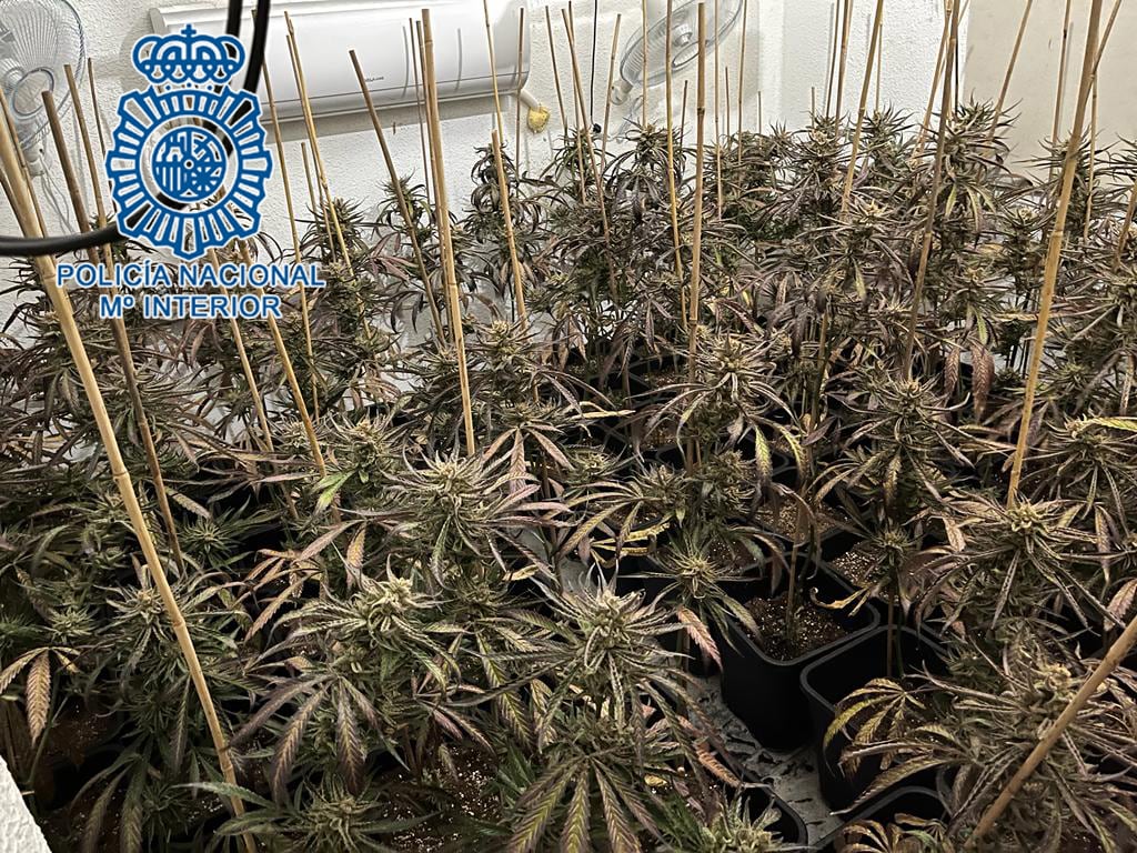 Plantación de marihuana decomisada por la Policía
