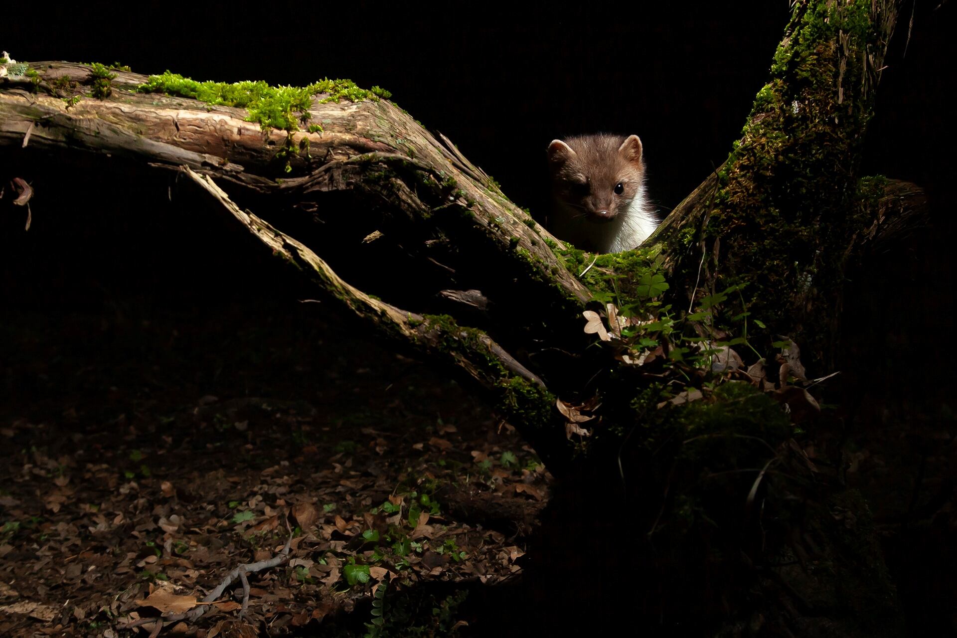 03_Accesit_Fauna_Pedro Antonio Benito