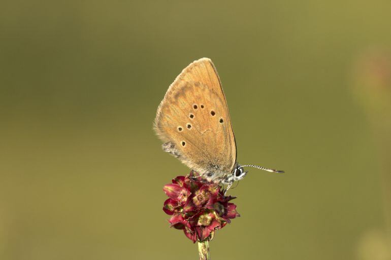 La Asociación de Naturalistas Palentinos y el Hotel Rural Tardes al Sol colaborarán en la conservación de la mariposa hormiguera oscura