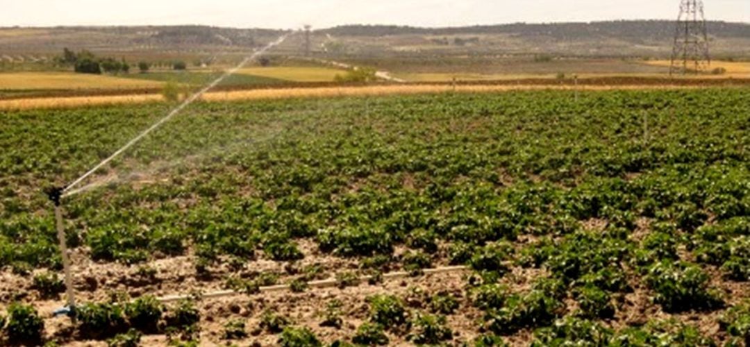 Los cultivos de regadío de Torrejón de Velasco están sobreexplotando el arroyo del Guatén, según Ecologistas