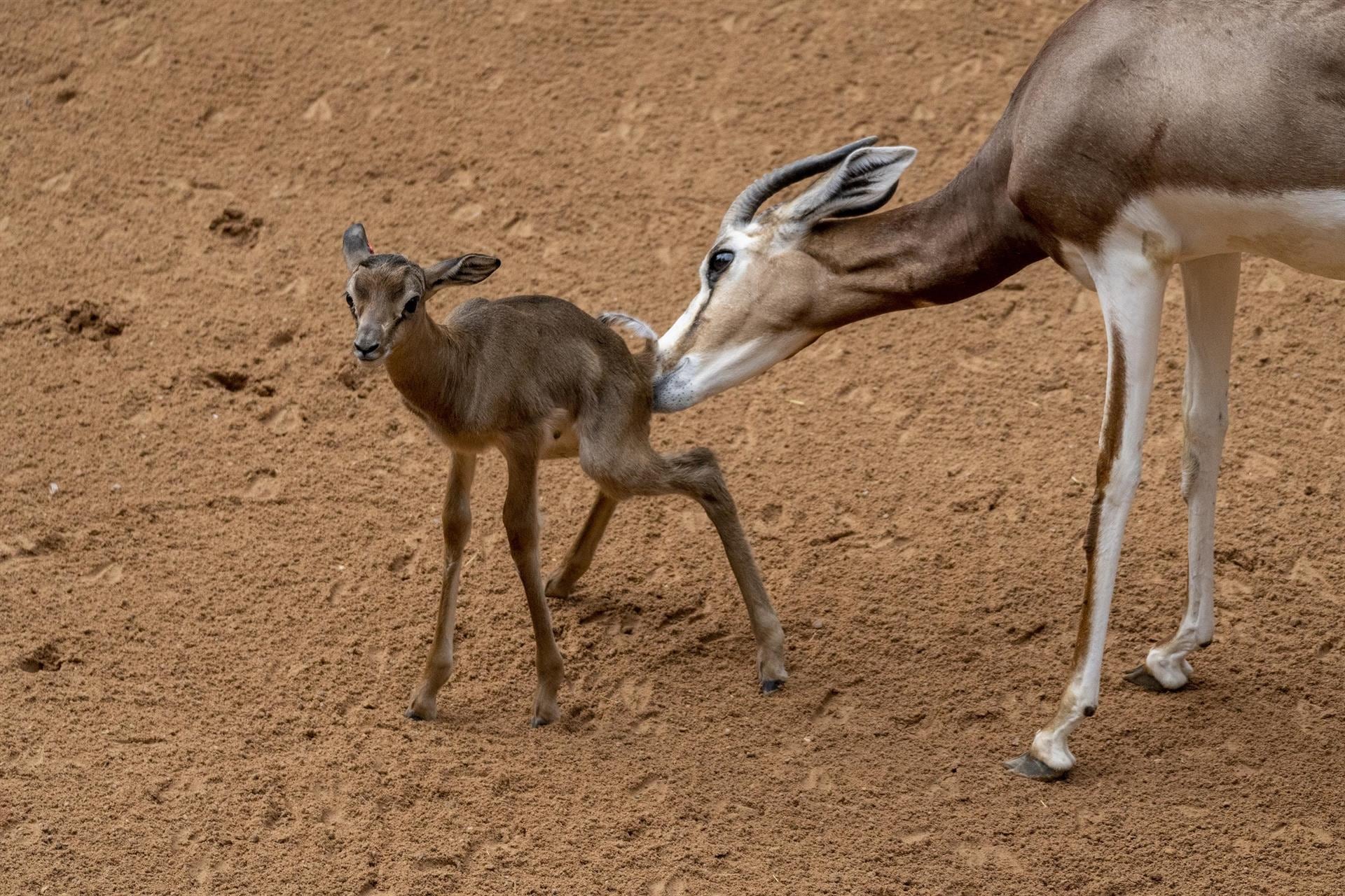 Bebé gacela nacido en el Bioparc de València