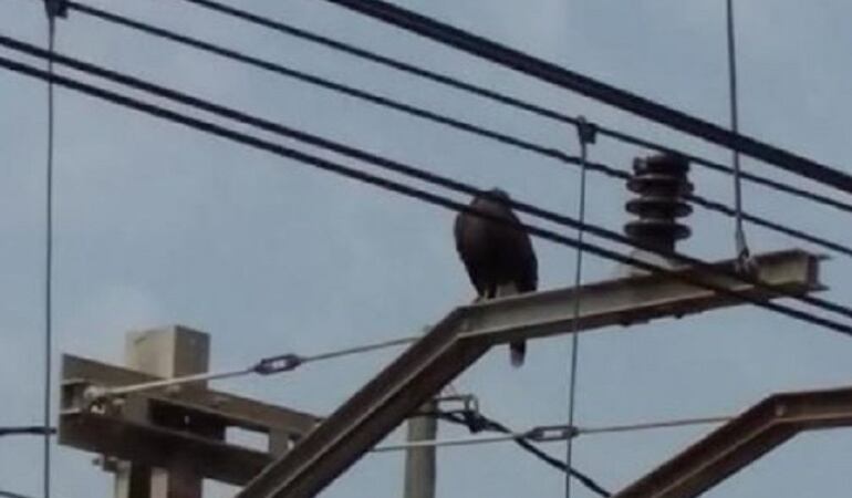 Un águila se posa en la catenaria de Metrovalencia en Paterna