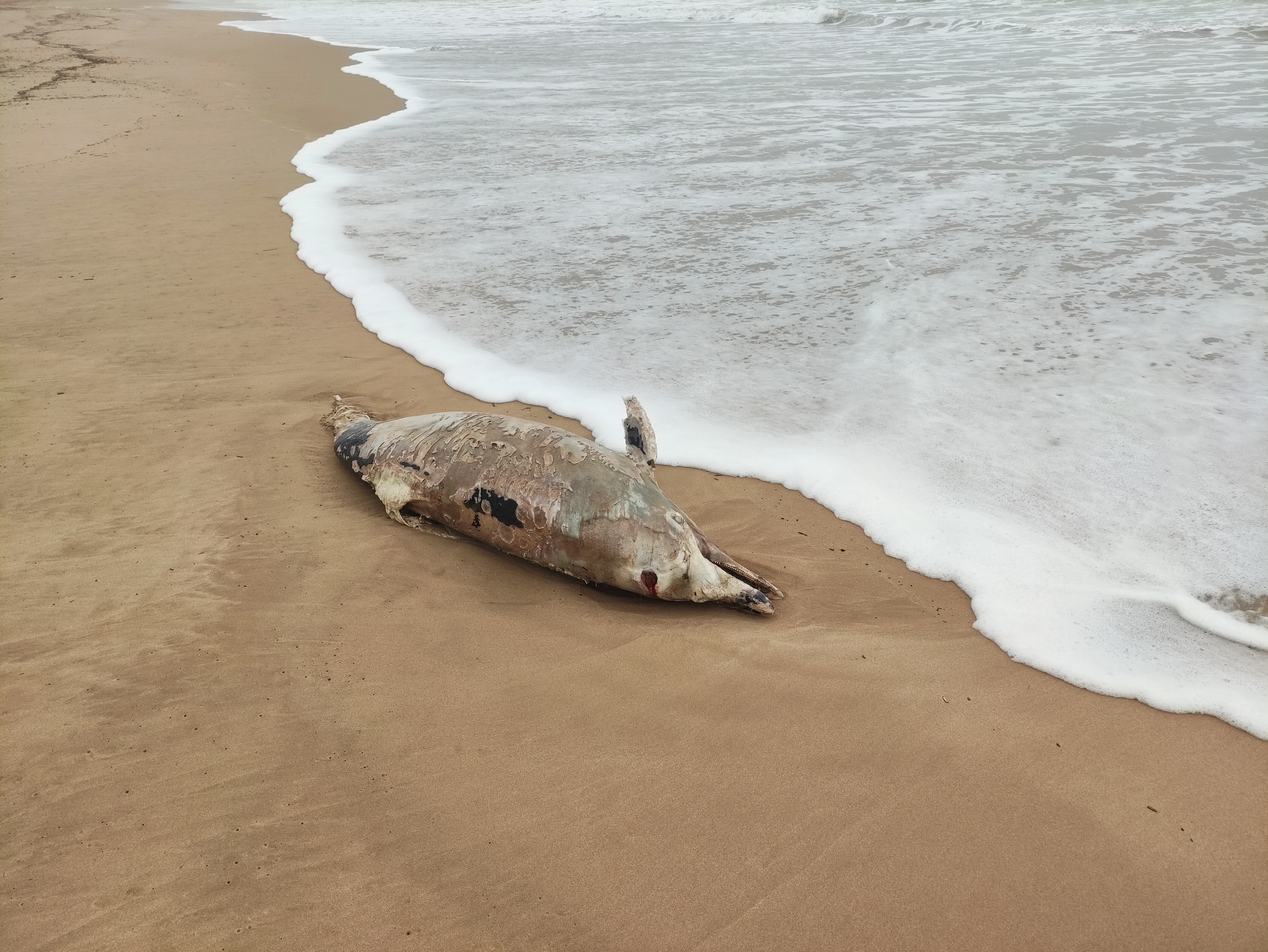 El ejemplar de delfín varado entre la playa de Piles y Miramar