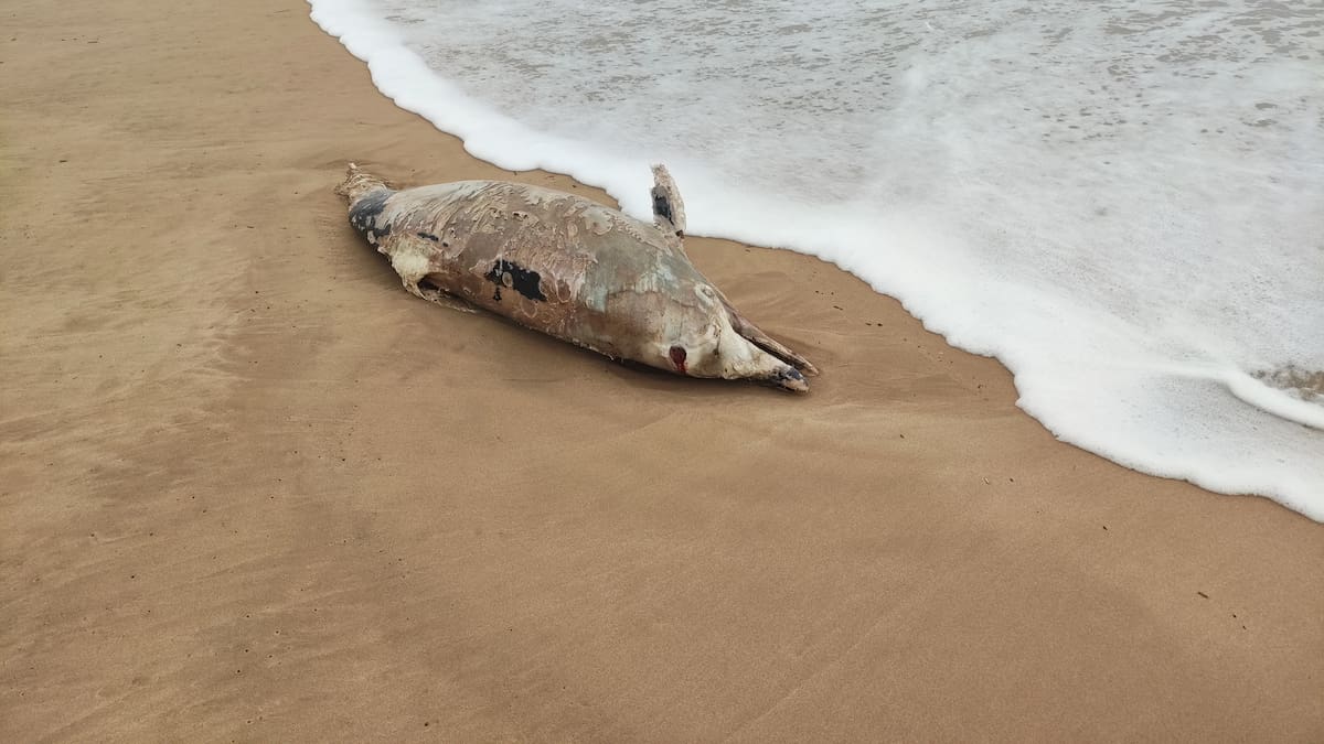 Aparece un delfín varado en la playa de Piles