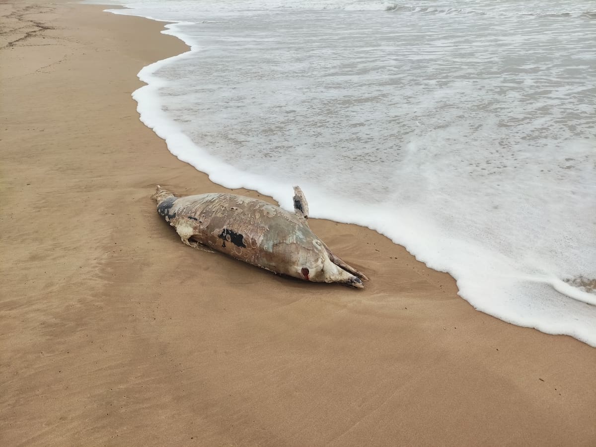 Aparece un delfín varado en la playa de Piles